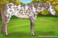 Horse Color:Chocolate Palomino Ice Sabino