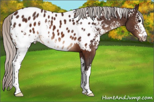 Horse Color:White Spotted Silver Brown Appaloosa 
