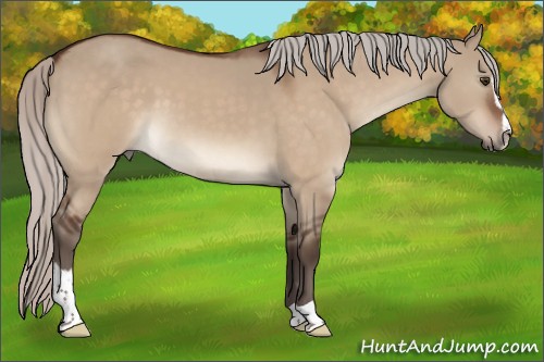 Horse Color:Silver Brown Dun Sabino 