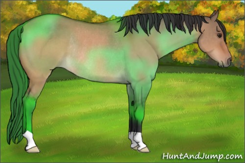 Horse Color:Brown Dun Rabicano 