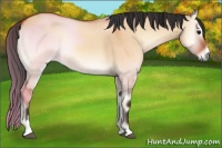 Horse Color:Bay Onyx Sabino Rabicano 