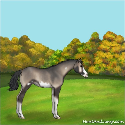 Horse Color:Blue Onyx Frame Rabicano 