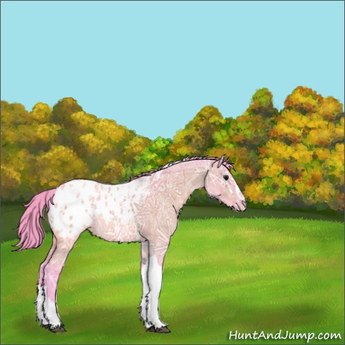 Horse Color:Watercolor Bay Ice Dun Sabino Tobiano Appaloosa Rabicano 