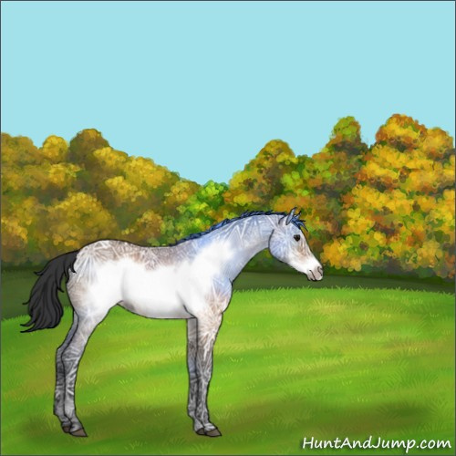 Horse Color:Bay Ice Dun Frame Rabicano 