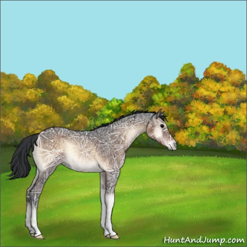 Horse Color:Brown Ice Onyx Rabicano 