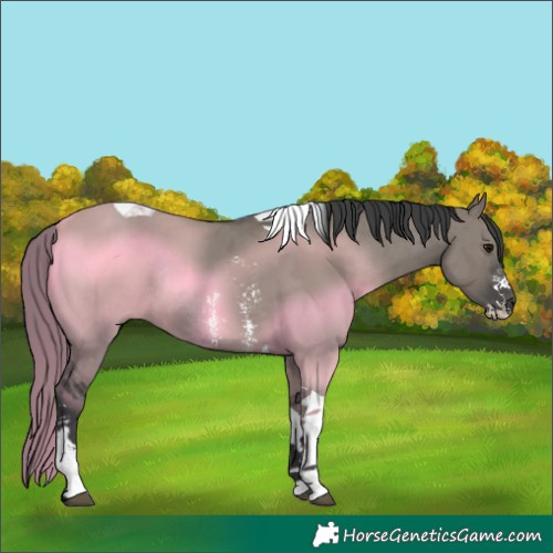 Horse Color:Grullo Sabino Tobiano Rabicano 