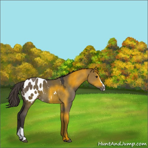 Horse Color:Smoky Grullo Sabino Appaloosa Rabicano 