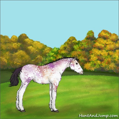Horse Color:White Spotted Bay Ice Onyx Sabino Rabicano 