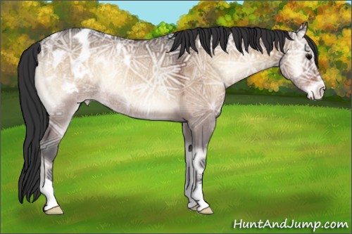 Horse Color:Brown Ice Onyx Appaloosa Rabicano 