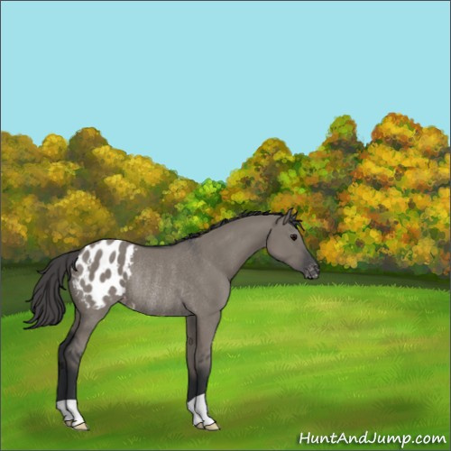 Horse Color:Grullo Appaloosa Rabicano 