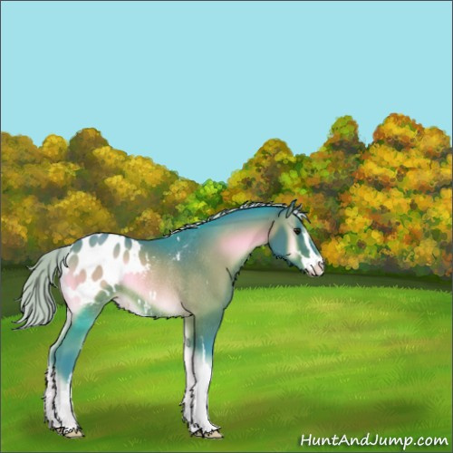 Horse Color:Watercolor Silver Brown Onyx Sabino Appaloosa Rabicano 