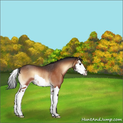 Horse Color:Brown Onyx Sabino Splash Rabicano 