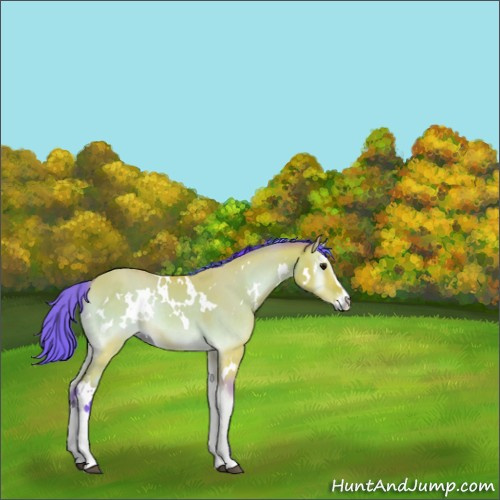 Horse Color:Watercolor White Spotted Buckskin Onyx Sabino Rabicano 