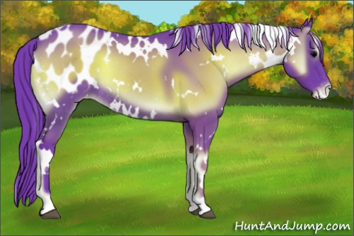 Horse Color:Watercolor White Spotted Blue Onyx Appaloosa Rabicano 