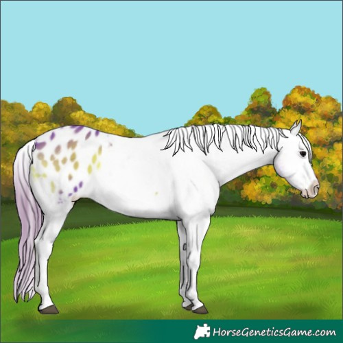 Horse Color:Watercolor White Spotted Blue Onyx Appaloosa Rabicano 