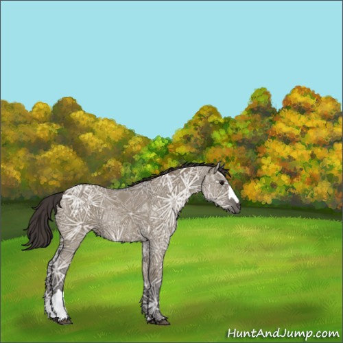 Horse Color:Smoky Grullo Ice Rabicano 