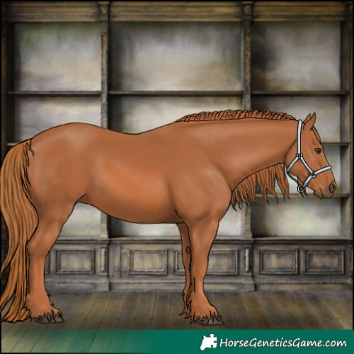 Horse Color:Chestnut 