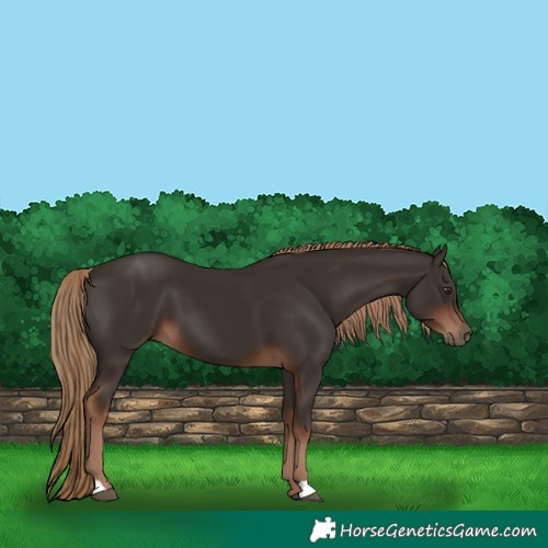 Horse Color:Liver Chestnut 