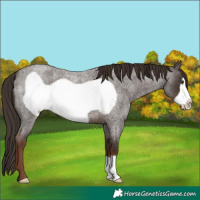 Horse Color:Liver Red Roan Frame