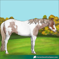 Horse Color:Red Roan Tobiano Frame 