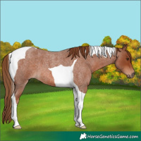 Horse Color:Red Roan Tobiano 
