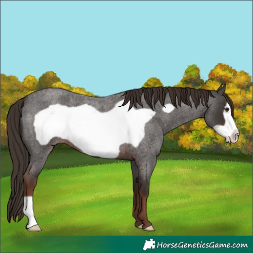 Horse Color:Liver Red Roan Frame 