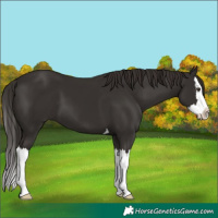Horse Color:Liver Chestnut Splash 