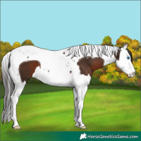 Horse Color:Liver Chestnut Splash Tobiano 
