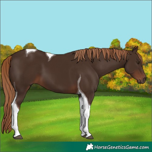 Horse Color:Liver Chestnut Tobiano 