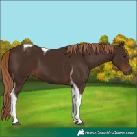 Horse Color:Liver Chestnut Tobiano 