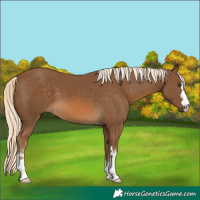 Horse Color:Chocolate Palomino 