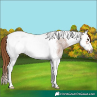 Horse Color:Red Roan Splash Tobiano Frame 