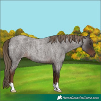 Horse Color:Liver Red Roan 