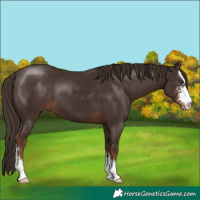 Horse Color:Liver Chestnut Sabino 