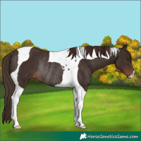 Horse Color:Liver Chestnut Tobiano Rabicano 