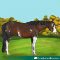 Horse Color:Liver Chestnut Sabino 