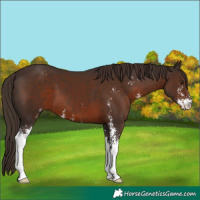 Horse Color:Liver Chestnut Sabino 