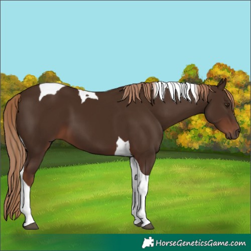 Horse Color:Liver Chestnut Tobiano 