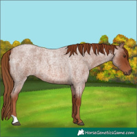 Horse Color:Red Roan 