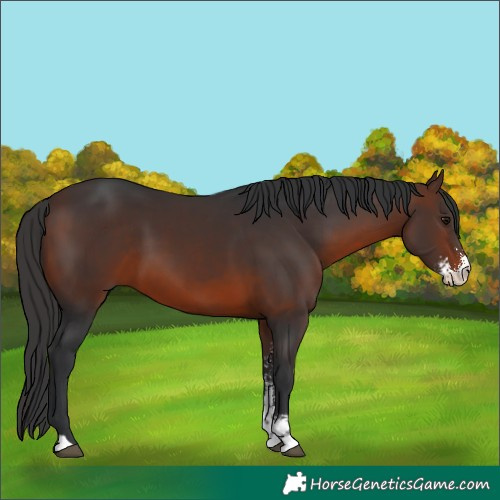 Horse Color:Brown Sabino 