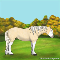 Horse Color:Palomino Roan Splash 