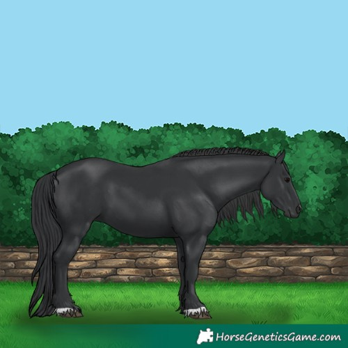 Horse Color:Black 