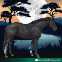 Horse Color:Brown Tobiano 