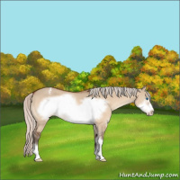 Horse Color:Silver Brown Dun Sabino Frame Appaloosa