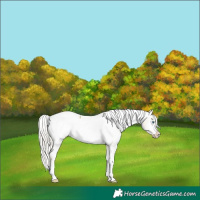 Horse Color:Silver Buckskin Pearl Appaloosa 
