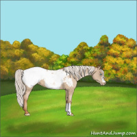 Horse Color:Silver Buckskin Pearl Appaloosa 