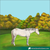 Horse Color:Buckskin Dun Varnish 