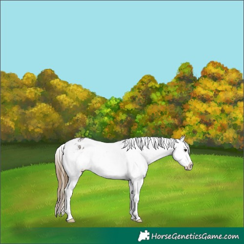 Horse Color:Buckskin Sabino Appaloosa 