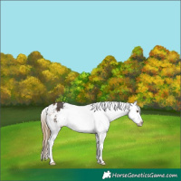 Horse Color:Buckskin Appaloosa 