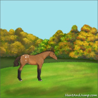 Horse Color:Buckskin Appaloosa 